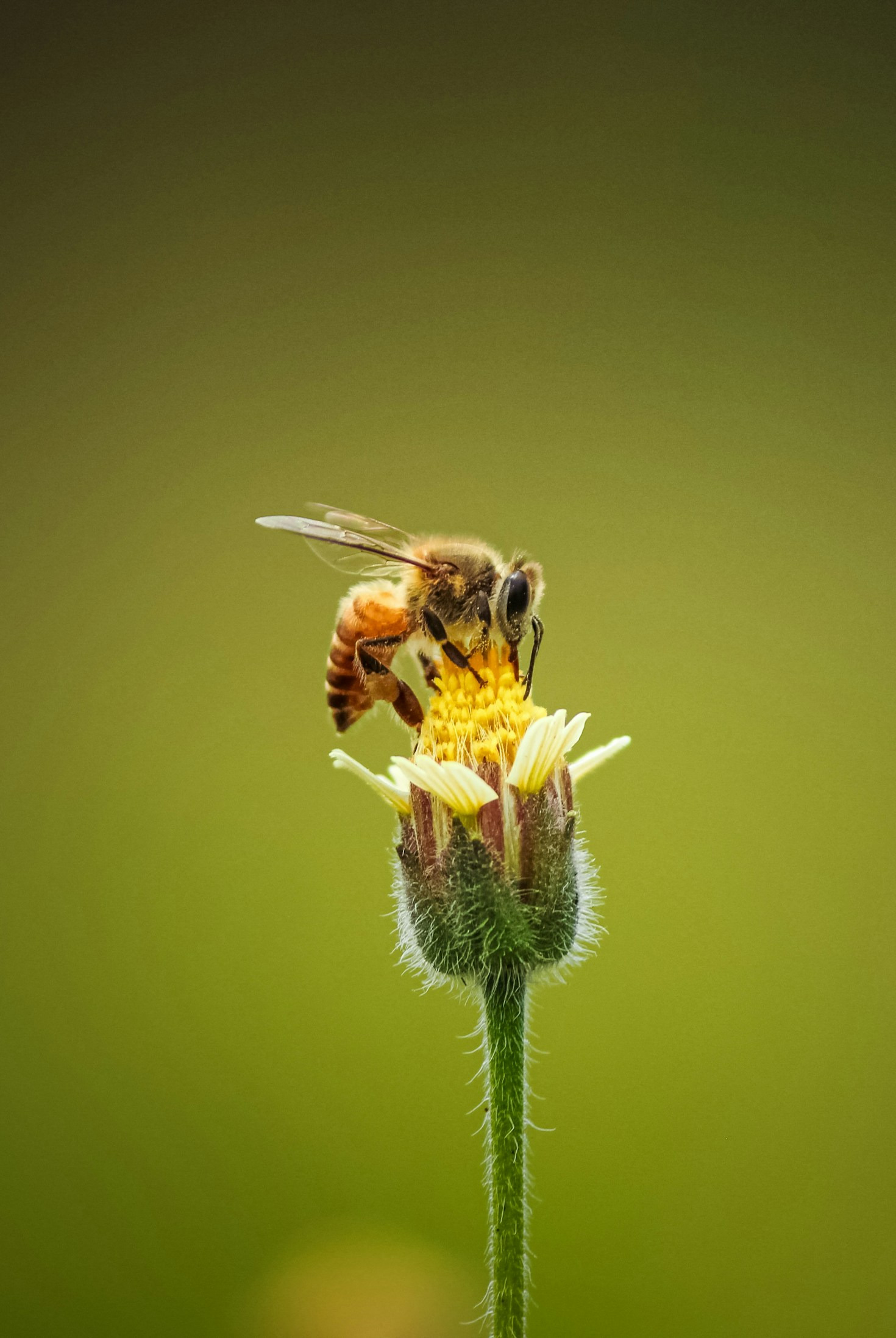 10 Fascinating Facts About Bees