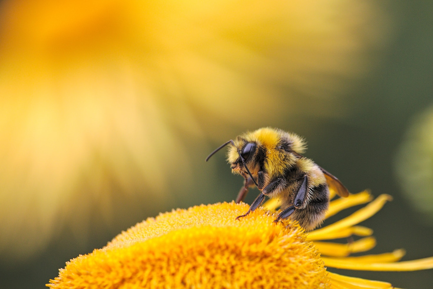 How Bees Pollinate and Support Agriculture