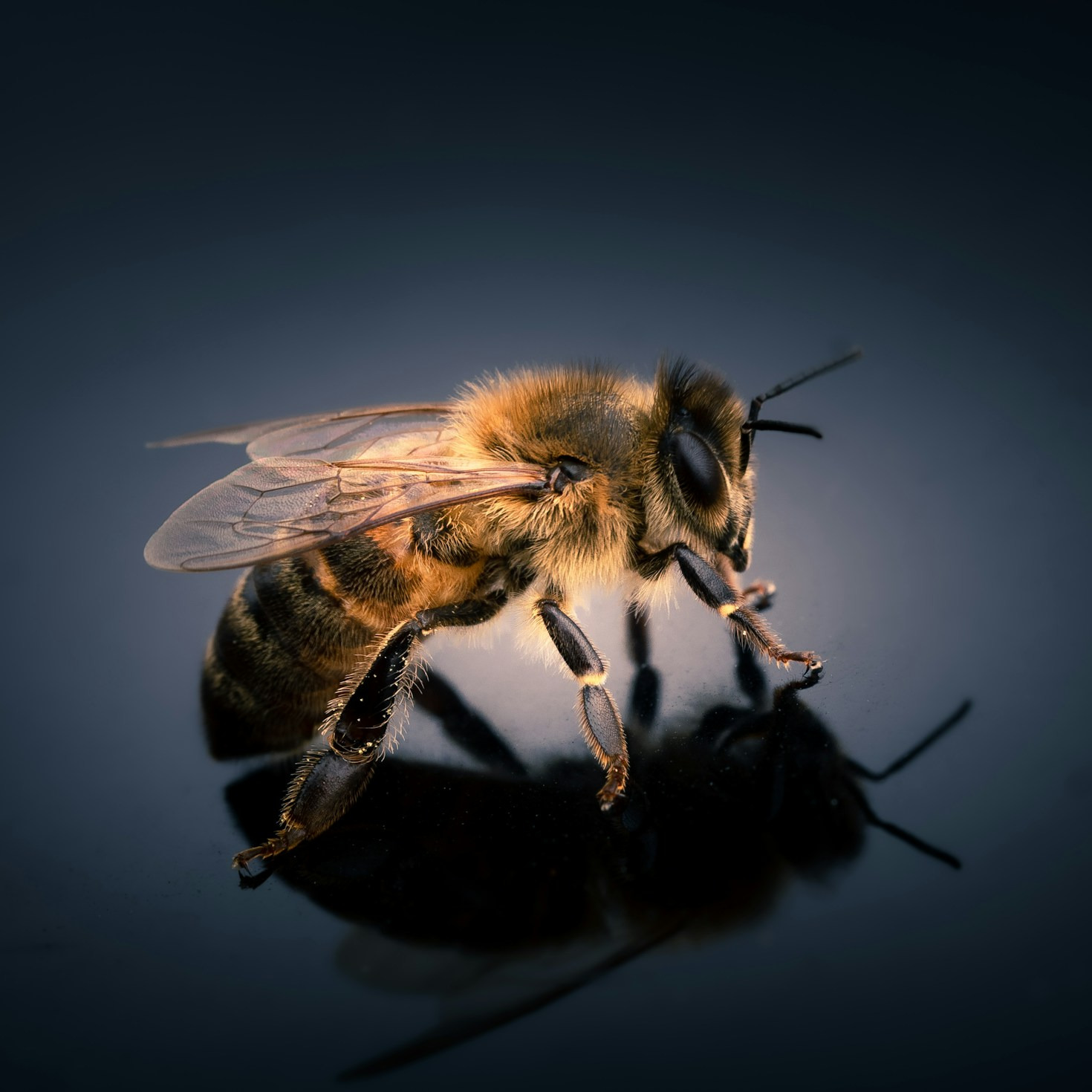 The Declining Bee Population and What We Can Do