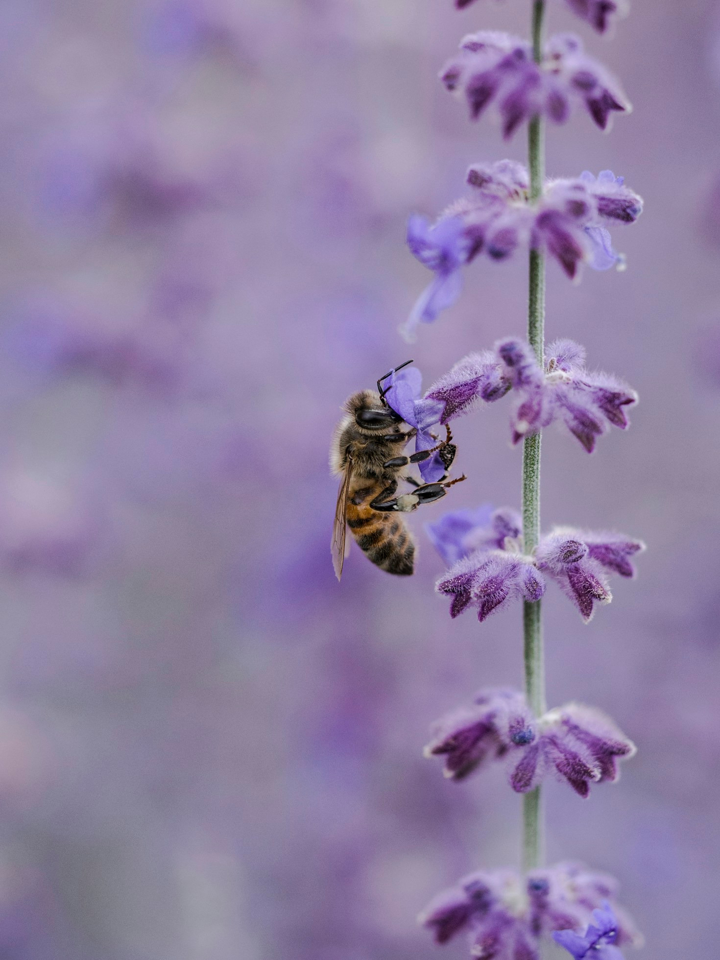 Creating a Bee-Friendly Garden at Home