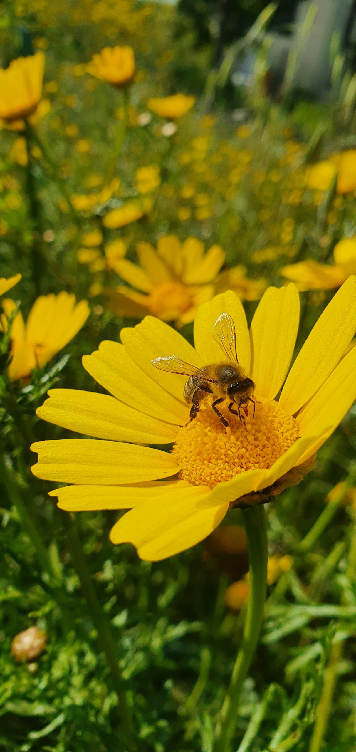 The Impact of Pesticides on Bee Health